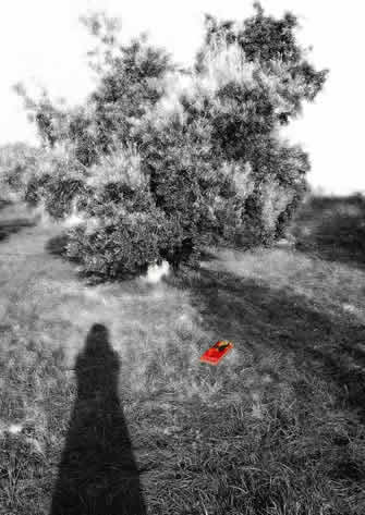 Olive Tree And Me